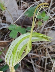 Pterostylis longicurva