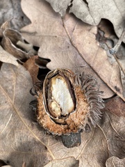 Callirhytis glandium