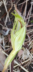 Pterostylis longicurva