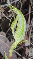 Pterostylis longicurva
