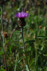 Centaurea nemoralis