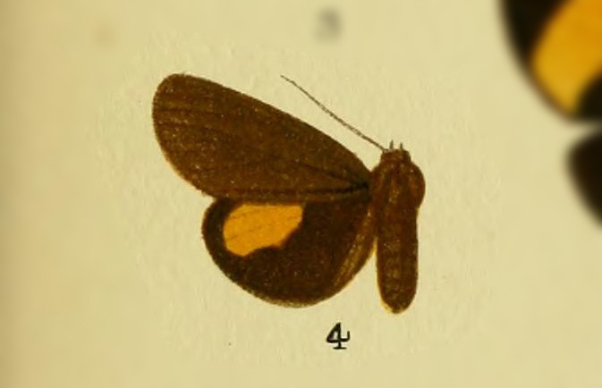 Virbia rotundata