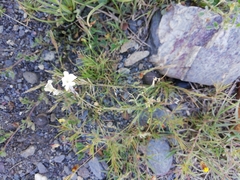 Linaria nigricans