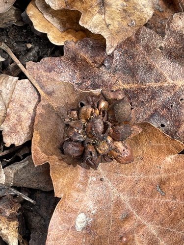 Hedgehog Gall Wasp