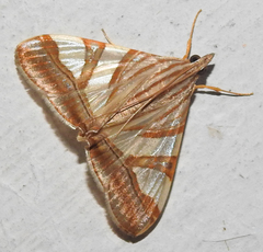 Agrioglypta