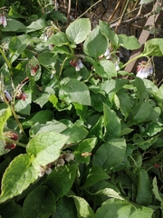 Symphytum × hidcotense