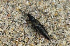 Philonthus carbonarius