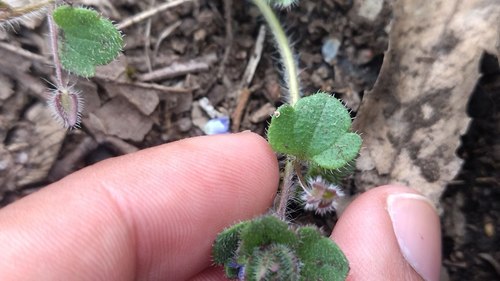 Veronica hederifolia image