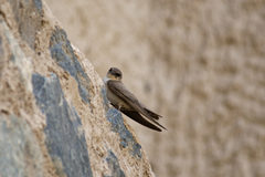 Ptyonoprogne fuligula