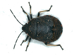 Platycoris rotundatus