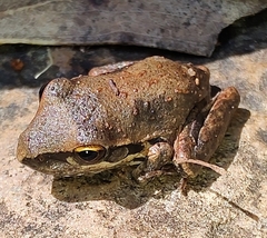 Litoria latopalmata
