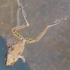 Litoria latopalmata
