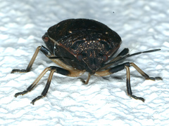 Platycoris rotundatus