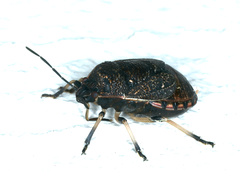 Platycoris rotundatus