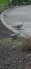 Columba palumbus