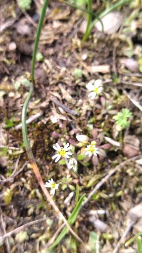 Draba verna image