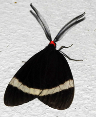 Pidorus