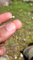 Draba verna image