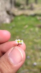 Draba verna image