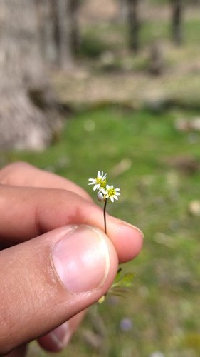 Draba verna image