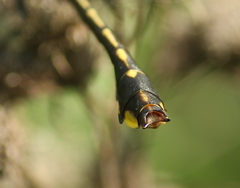 Gomphurus ozarkensis