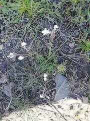 Linaria nigricans