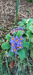 Primula × polyantha