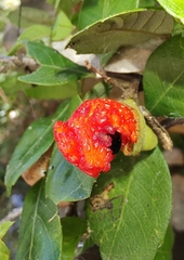 Alectryon subdentatus