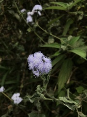 Ageratum