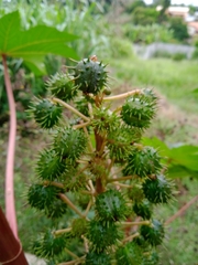 Ricinus communis