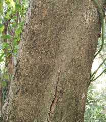 Alectryon subdentatus