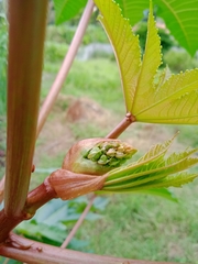 Ricinus communis