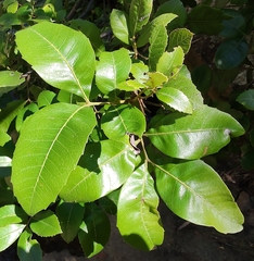 Alectryon subdentatus