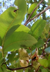 Alectryon subdentatus