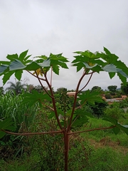 Ricinus communis