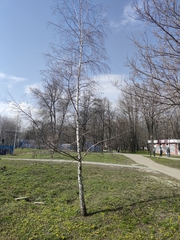 Betula pendula