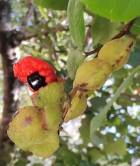 Alectryon subdentatus