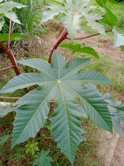 Ricinus communis