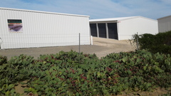 Opuntia anahuacensis