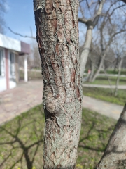 Rhus typhina
