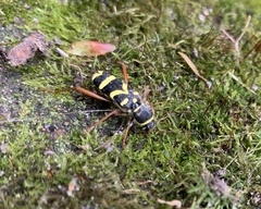 Clytus arietis