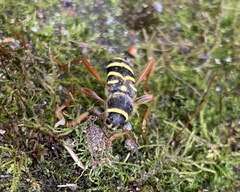 Clytus arietis