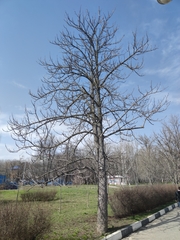 Aesculus hippocastanum