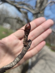 Aesculus hippocastanum