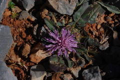 Centaurea raphanina raphanina