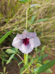 Sesamum triphyllum