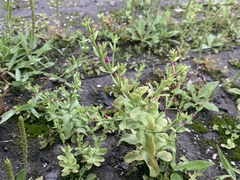 Centaurium japonicum