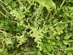 Centaurium japonicum