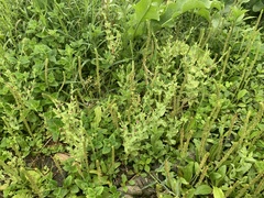 Centaurium japonicum