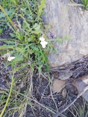 Linaria nigricans